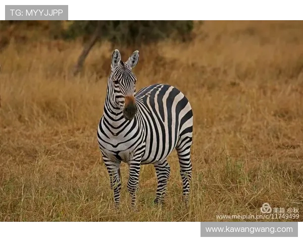 安博真人:如何选择优质的真人娱乐平台,安博真人的优势与特色分析 安博真人:如何选择优质的真人娱乐平台,安博真人的优势与特色分析