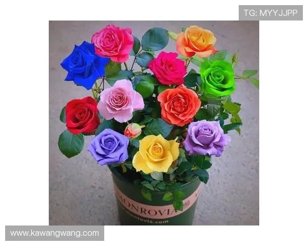 玫瑰国际:融合传统与现代的花卉文化交流与合作新机遇 玫瑰国际:融合传统与现代的花卉文化交流与合作新机遇